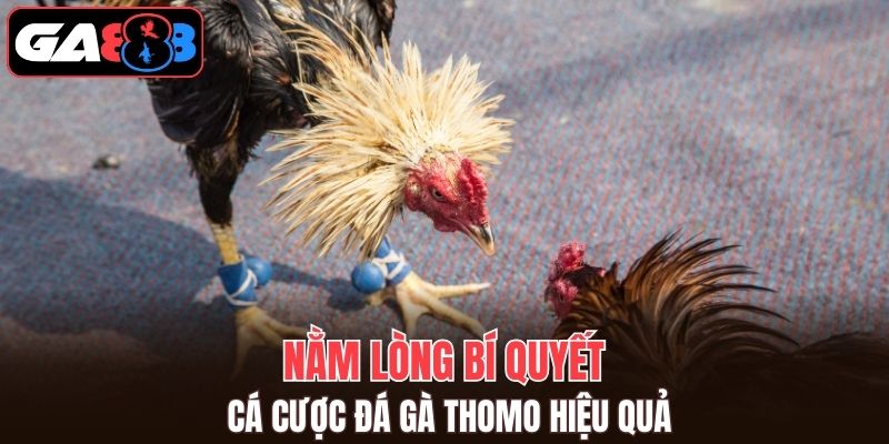 Bí thuật đá gà Thomo được chia sẻ từ các tay cao thủ