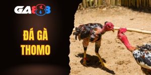 đá gà Thomo