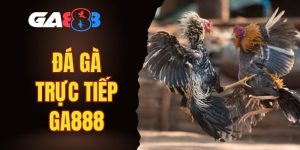 đá gà trực tiếp GA888