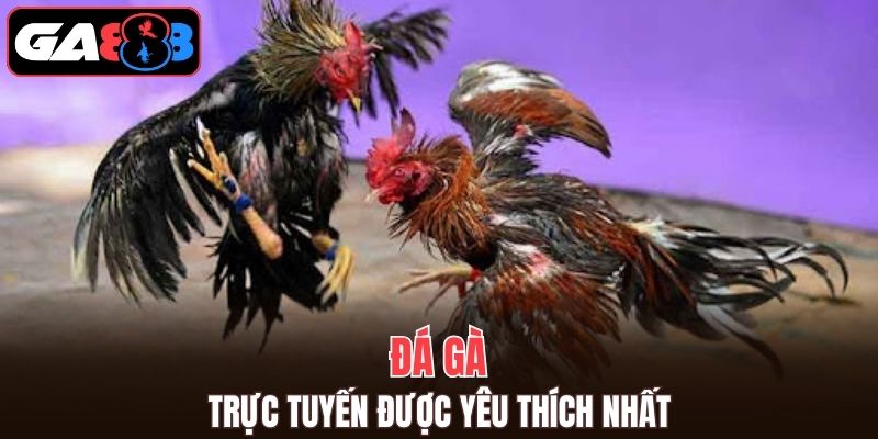 Đá gà trực tuyến tại GA888 luôn được yêu thích