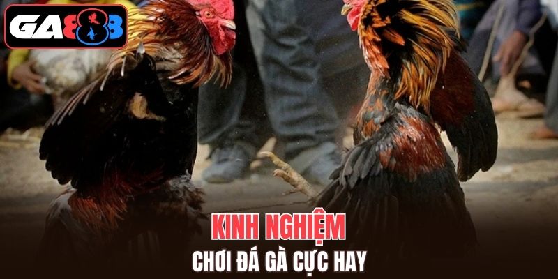 Kinh nghiệm chơi đá gà trực tiếp GA888 từ chuyên gia