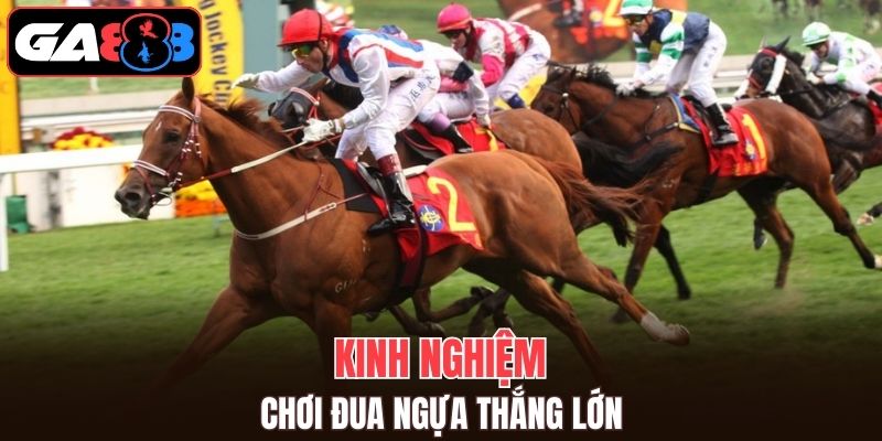 Kinh nghiệm chơi đua ngựa đánh đâu thắng đó