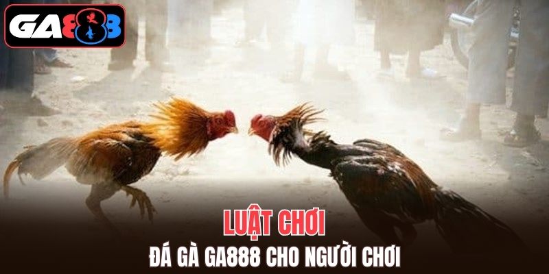 Luật chơi cho đá gà cực chuẩn