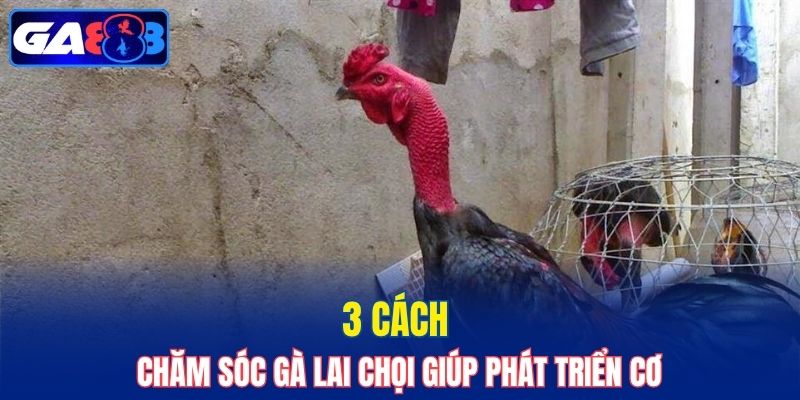 3 cách chăm sóc gà lai chọi giúp phát triển cơ