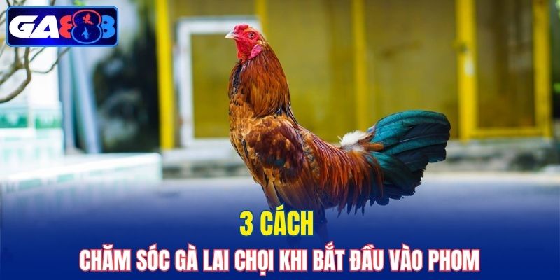 3 cách chăm sóc gà lai chọi khi bắt đầu vào phom