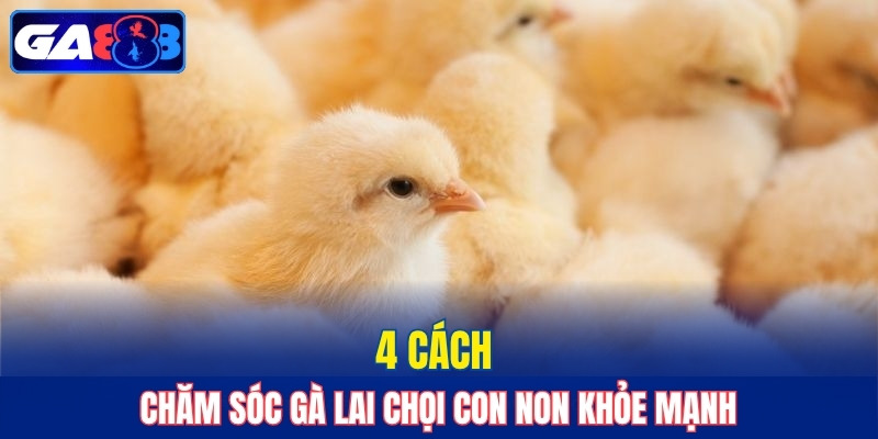4 cách chăm sóc gà lai chọi con non khỏe mạnh
