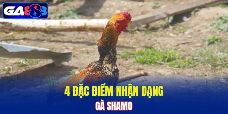 4 đặc điểm nhận dạng gà Shamo