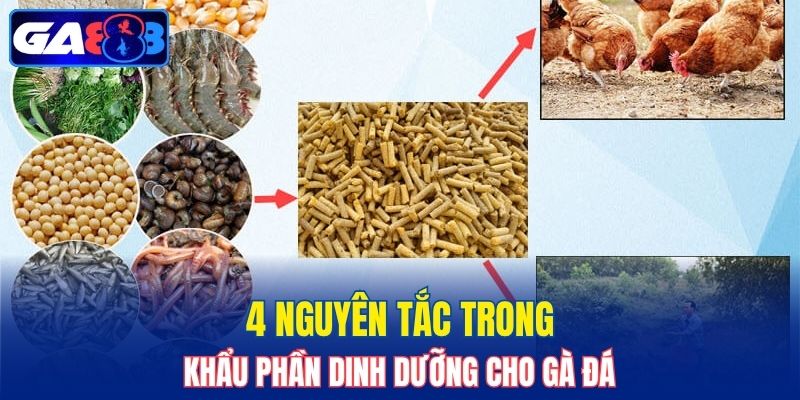 4 nguyên tắc trong khẩu phần dinh dưỡng cho gà đá