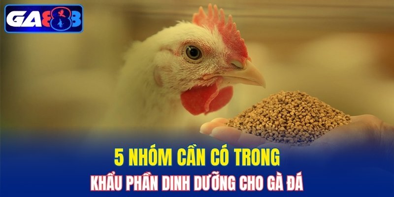 5 nhóm cần có trong khẩu phần dinh dưỡng cho gà đá