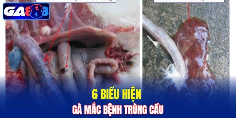 6 biểu hiện gà mắc bệnh trùng cầu