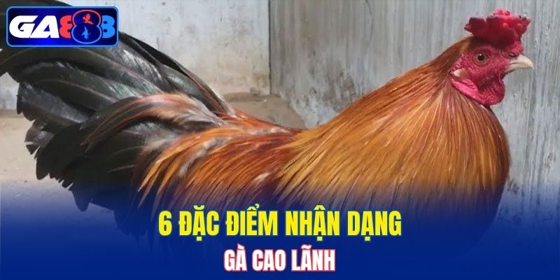 6 đặc điểm nhận dạng giống gà Cao Lãnh