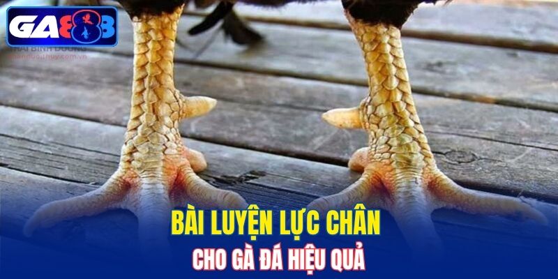 Bài luyện lực chân cho gà đá hiệu quả