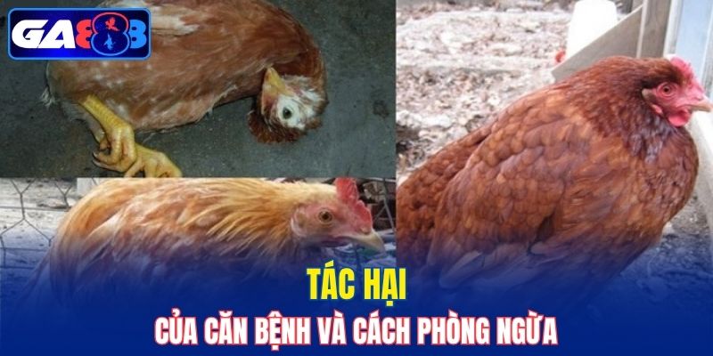 Bệnh ảnh hưởng trong quá trình nuôi