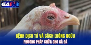Bệnh Dịch Tả Và Cách Phòng Ngừa