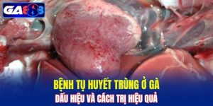 Bệnh Tụ Huyết Trùng Ở Gà
