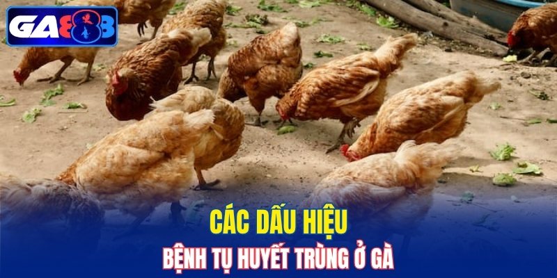 Các dấu hiệu bệnh tụ huyết trùng ở gà