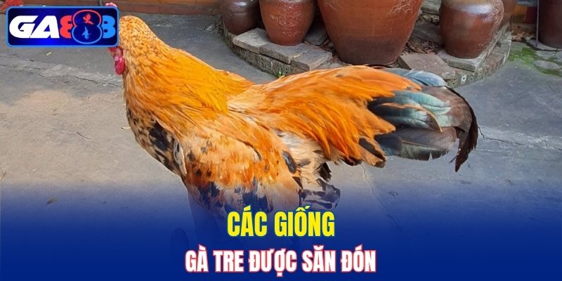 3 giống gà Tre được săn đón