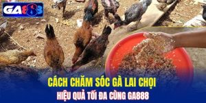 Cách Chăm Sóc Gà Lai Chọi