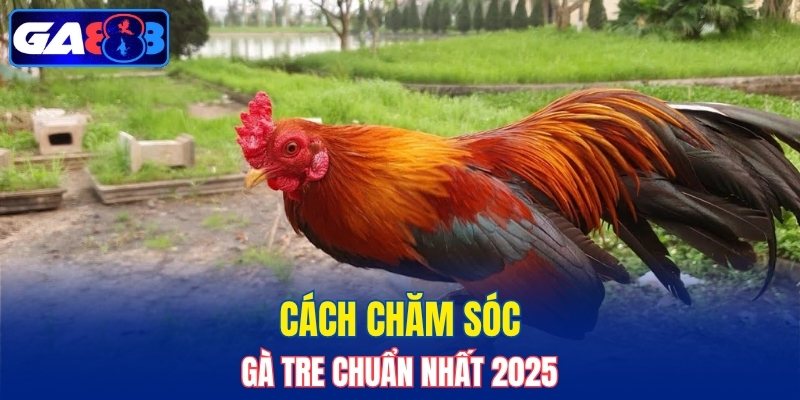 Cách chăm sóc gà Tre chuẩn nhất 2025