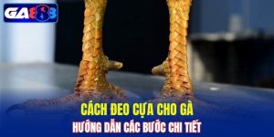 cách đeo cựa cho gà