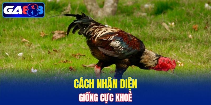 Cách nhận diện giống cực khoẻ
