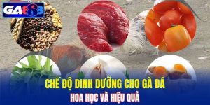 Chế Độ Dinh Dưỡng Cho Gà Đá