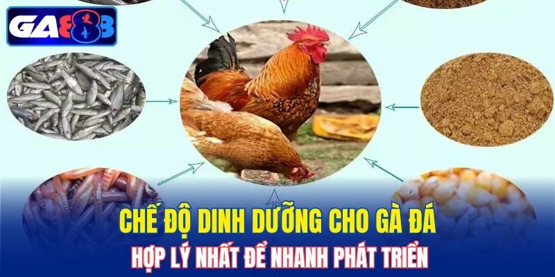 Chế độ dinh dưỡng cho gà đá hợp lý nhất để nhanh phát triển