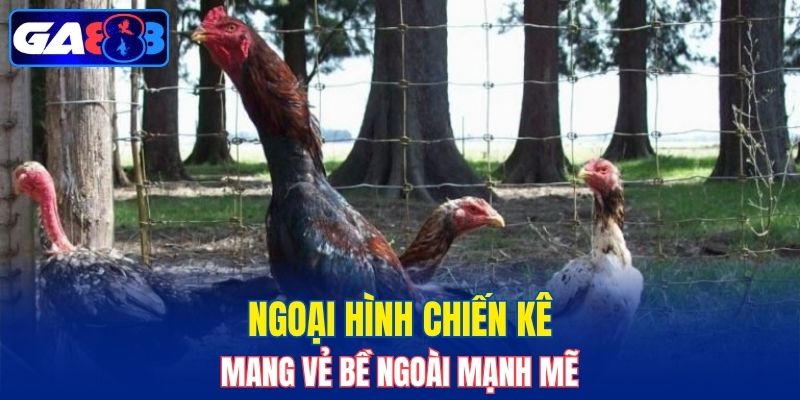 Chúng mang dáng vóc mạnh mẽ