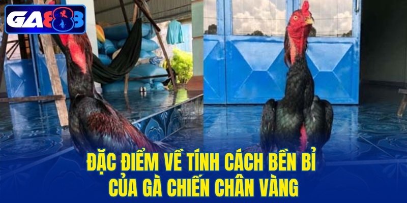 Đặc điểm về tính cách bền bỉ của gà chiến chân vàng