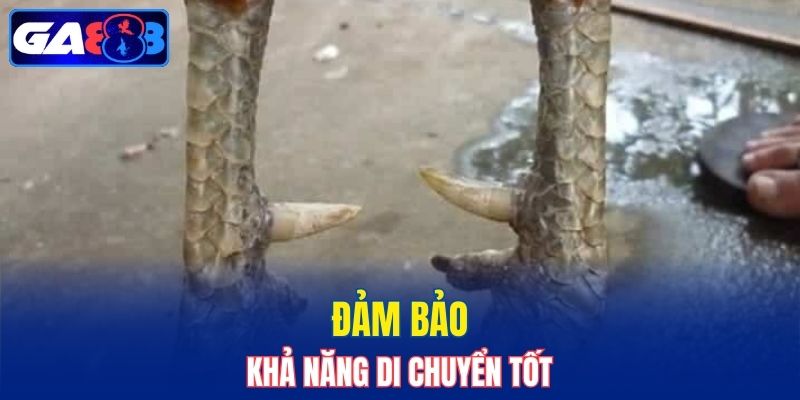 Đảm bảo chiến kê di chuyển thoải mái