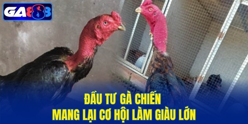 Đầu tư gà chiến mang lại cơ hội làm giàu lớn