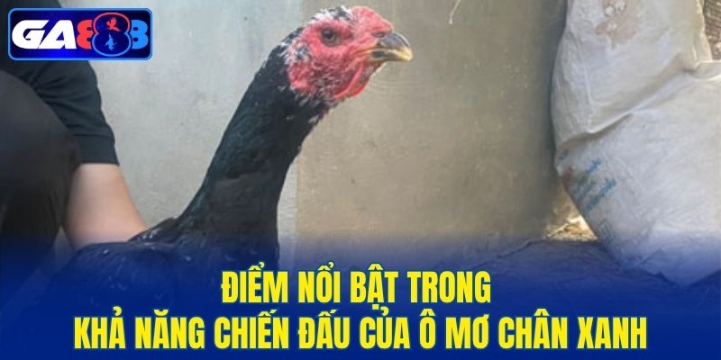 Điểm nổi bật trong khả năng chiến đấu của ô mơ chân xanh