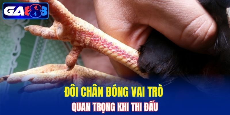 Đôi chân đóng vai trò quan trọng khi thi đấu