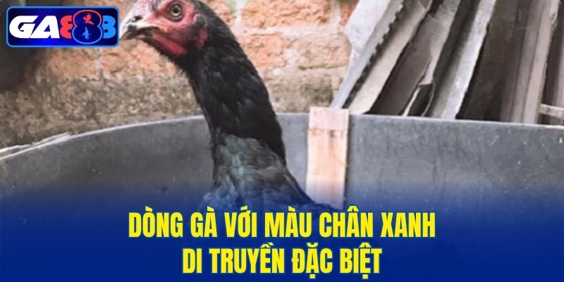 Dòng gà với màu chân xanh di truyền đặc biệt