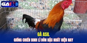 Gà Asil