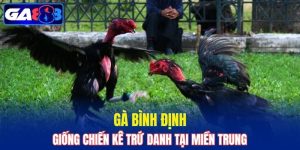 Gà Bình Định