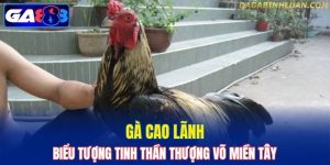 Gà Cao Lãnh
