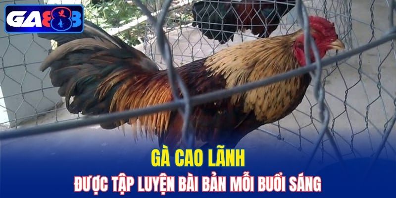 Gà Cao Lãnh được tập luyện bài bản mỗi buổi sáng