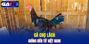 Gà Chợ Lách