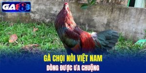 gà chọi nòi Việt Nam