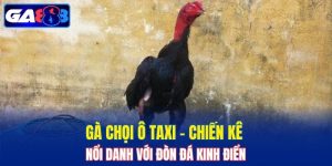 Gà chọi Ô Taxi