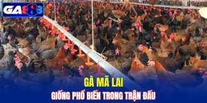 Gà Mã Lai