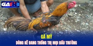 Gà Mỹ