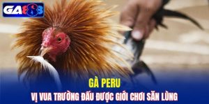 Gà Peru