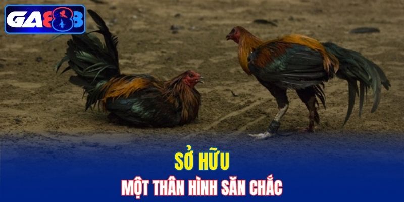 Sở hữu một thân hình săn chắc