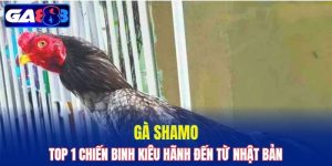 Gà Shamo