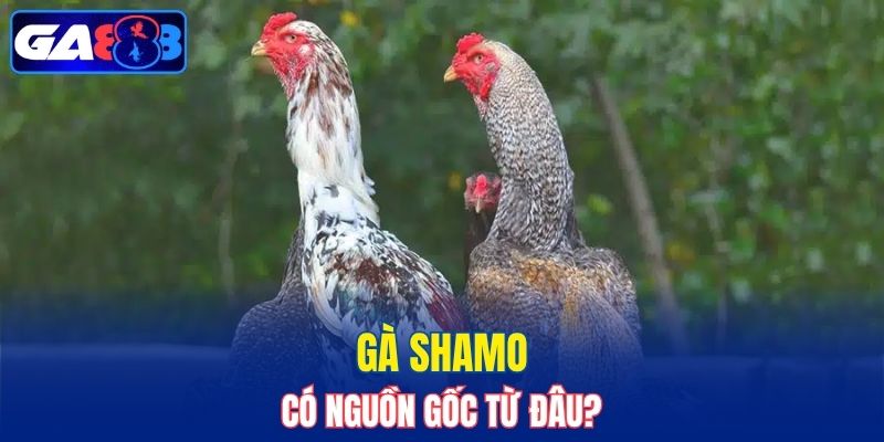 Gà Shamo có nguồn gốc từ đâu?