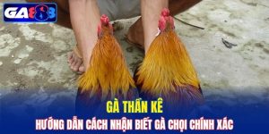 Thần kê