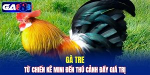 Gà Tre