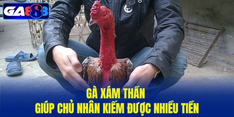 Gà Xám Thần giúp chủ nhân kiếm được nhiều tiền